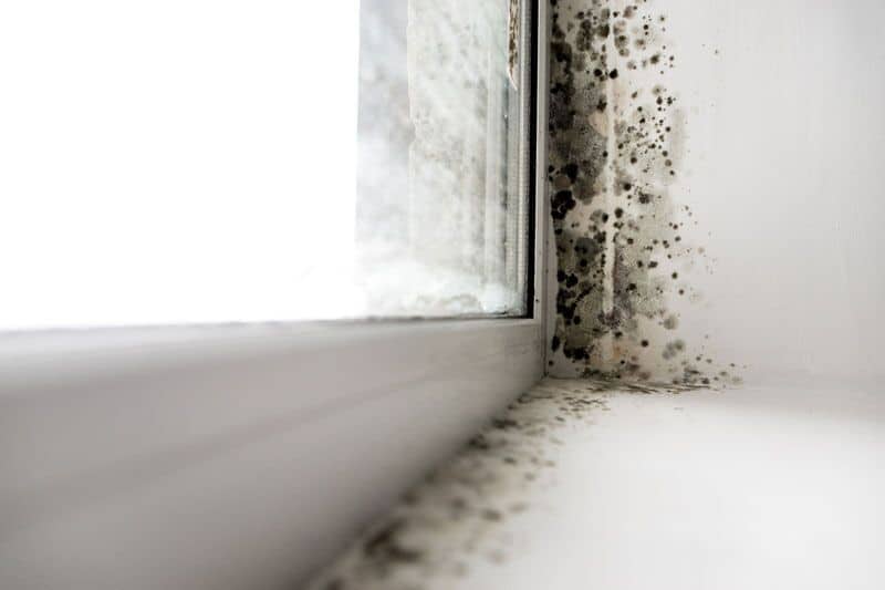 What Does Home Insurance Cover When It Comes to Mold?