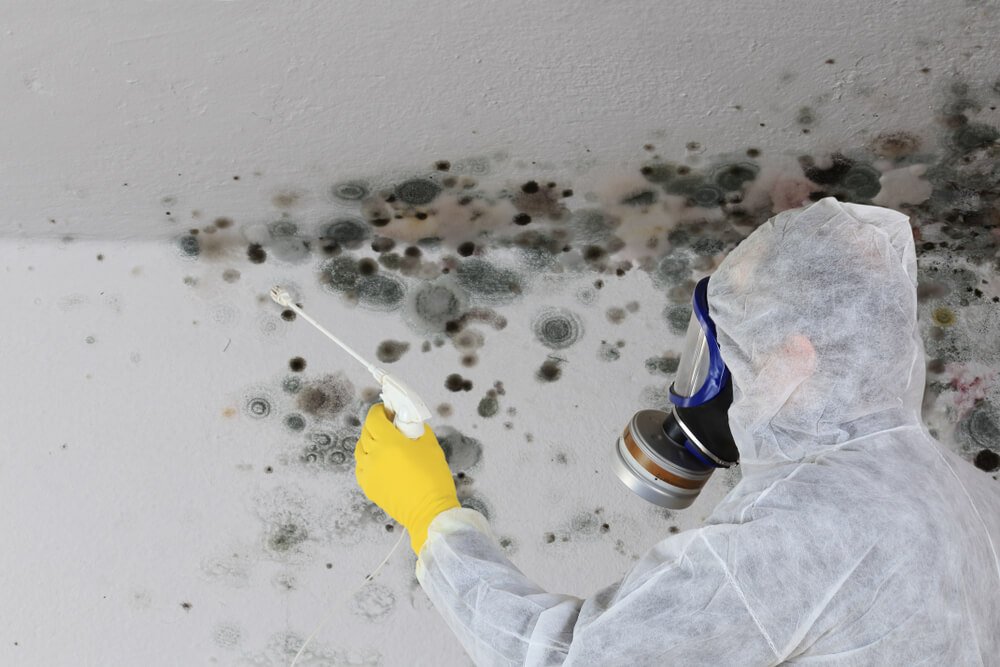 Is Mold Covered By Homeowners Insurance? All You Need To Know